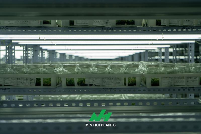 Laboratory Capacity Is Not Delivery Capacity: Why Plant Production Must Be Planned Backward from the Final Product